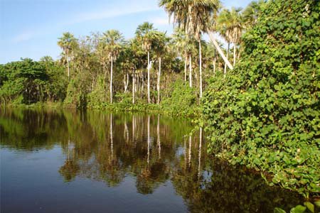 ricni laguna obklopena pralesem