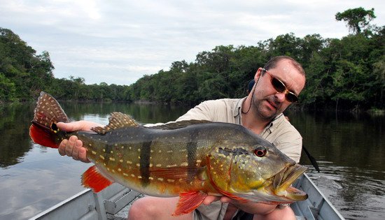 cichlida ocasooka - tucunare delky 68 cm