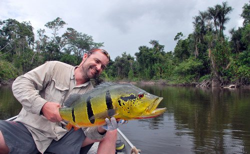 cichlida ocasooka - tucunare delky 84 cm ulovena na musku cichlida ocasooka - tucunare delky 84 cm ulovena na musku