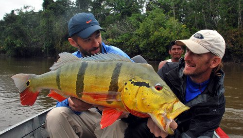 cichlida ocasooka - tucunare delky 75 cm