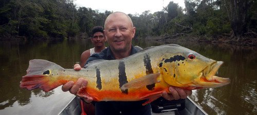 cichlida ocasooka - tucunare delky 82 cm