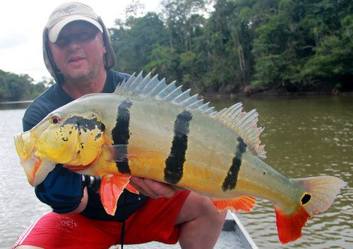 cichlida ocasooka - tucunare delky 71 cm cichlida ocasooka - tucunare delky 71 cm