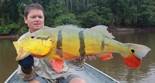 cichlida ocasooka - tucunare delky 75 cm, 7 kg