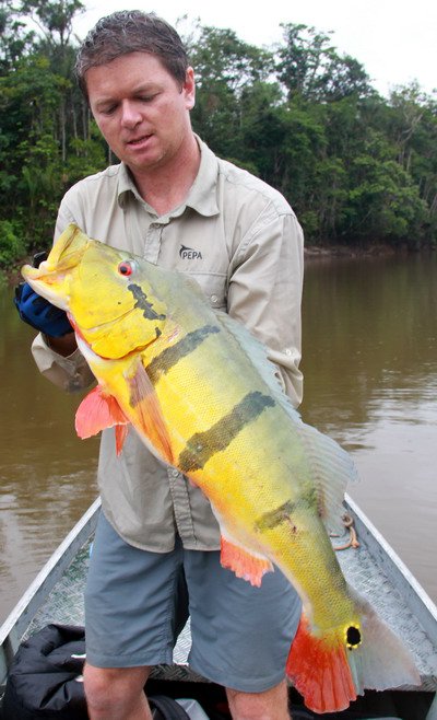 cichlida ocasooka - tucunare delky 75 cm, 7 kg