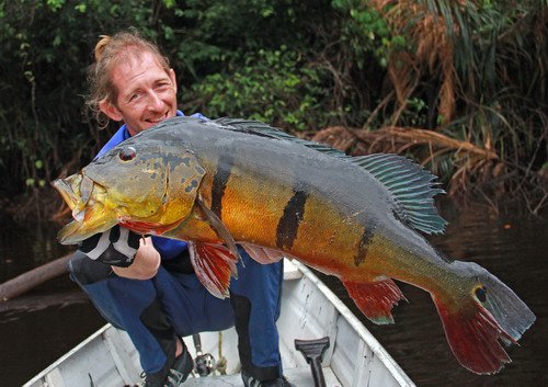 cichlida ocasooka - tucunare delky 90 cm, 8,5 kg cichlida ocasooka - tucunare delky 90 cm, 8,5 kg