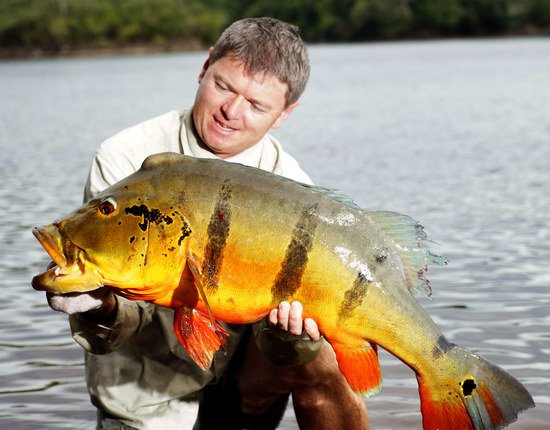 cichlida 91 cm, 11 kg - uloveno na popp 3.1.2016 cichlida 91 cm, 11 kg - uloveno na popp 3.1.2016