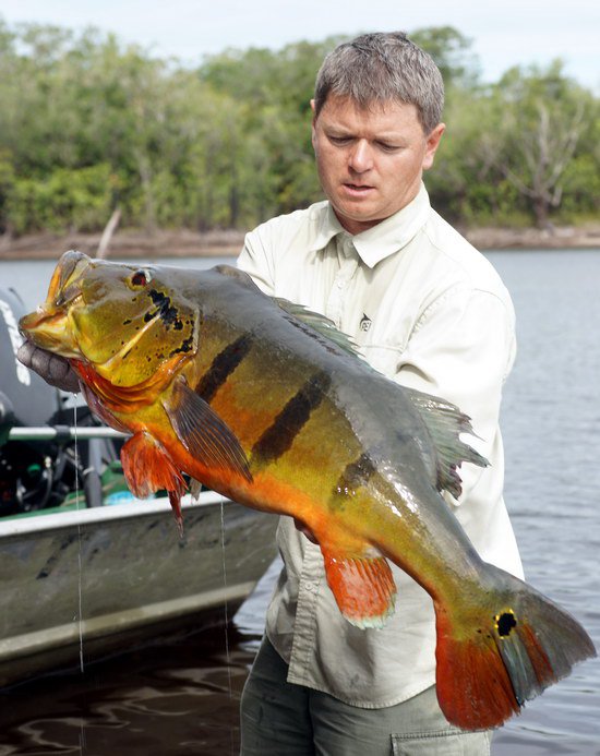 cichlida ocasooka - tucunare, varieta "azu" 91 cm-11 kg ulovena na hladinovy popp