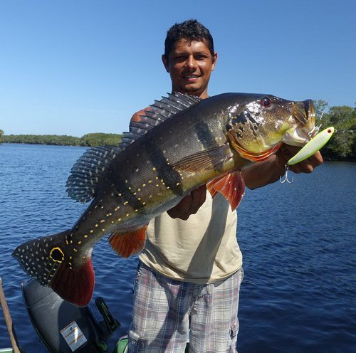 cichlida ocasooka - varieta "paca" nebo "pacazu" delky 65 cm, uloveno na perverzu cichlida ocasooka - varieta "paca" nebo "pacazu" delky 65 cm, uloveno na perverzu