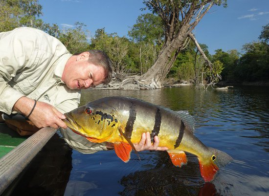 cichlida ocasooka - tucunare, varieta "azu" 75 cm