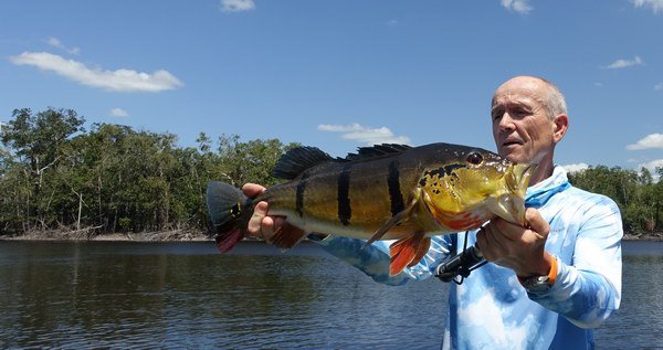 cichlida ocasooka - varieta "azu" delky 65 cm