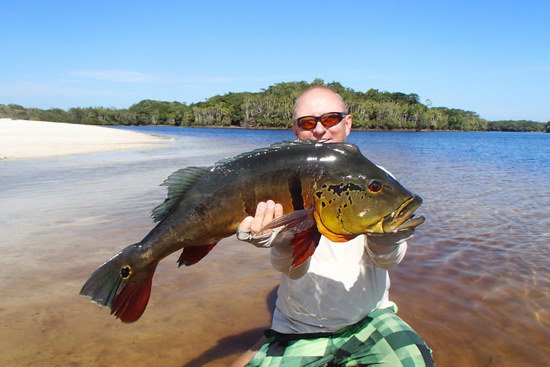 cichlida ocasooka - tucunare 83 cm uloveny na propper