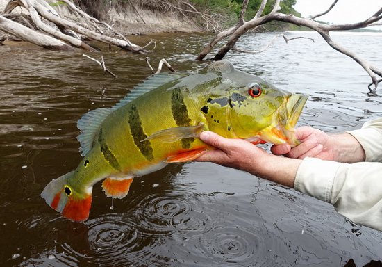 cichlida ocasooka - tucunare asu, 68 cm