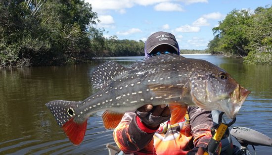 cichlida ocasooka - prechodova forma paca - asu, 55 cm