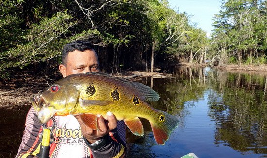 cichlida, Cichla ocellaris 50 cm cichlida, Cichla ocellaris 50 cm