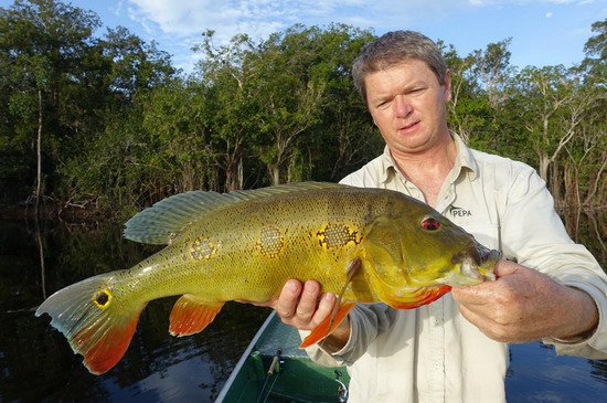 cichlida 55 cm, zrejme krizenec mezi C.ocellaris a temensis