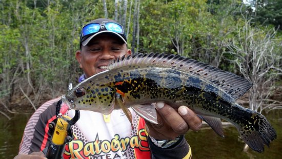 cichlida Crenicichla lenticulata, zhakunda cichlida Crenicichla lenticulata, zhakunda