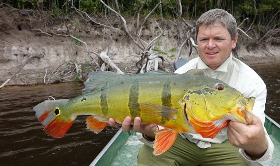 cichlida ocasooka - tucunare asu, 68 cm