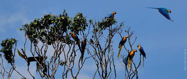 papousci - ara nad pralesem