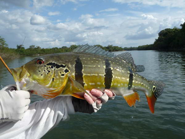 pavon - tucanare - peacockbass pavon - tucanare - peacockbass