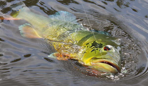 pavon - tucanare - peacock-bass pavon - tucanare - peacock-bass