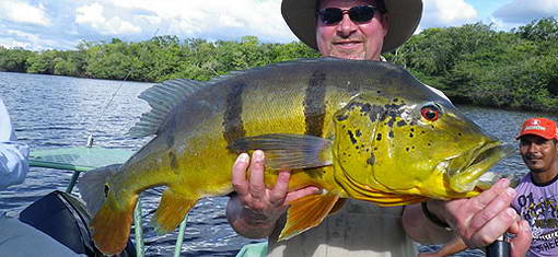 pavon - tucanare - peacock-bass pavon - tucanare - peacock-bass