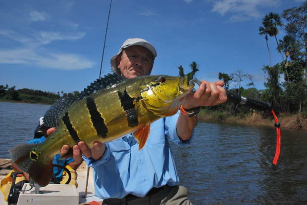 pavon - 2,5 kg, 55 cm pavon - 2,5 kg, 55 cm