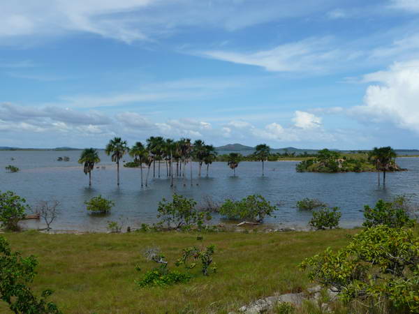 zaplavene palmy u brehu jezera