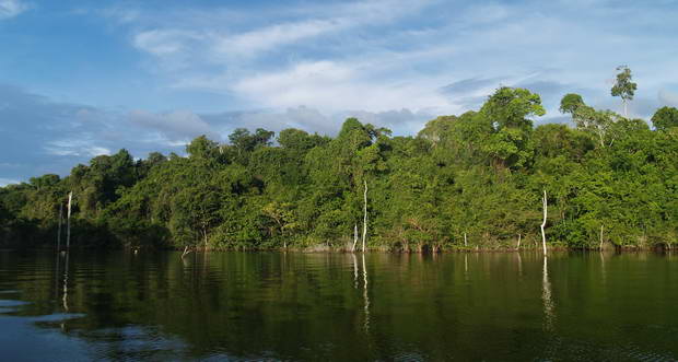 prales na brehu jezera