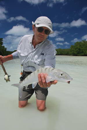 albula lisci - bonefish