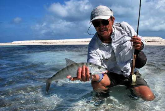 albula lisci - bonefish