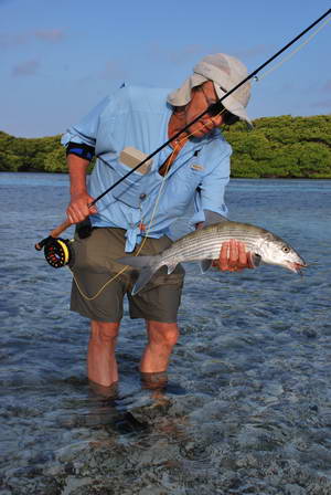 albula lisci - bonefish