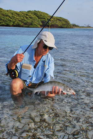 albula lisci - bonefish albula lisci - bonefish