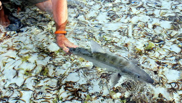 albula lisci - bonefish - pusteni na svobodu