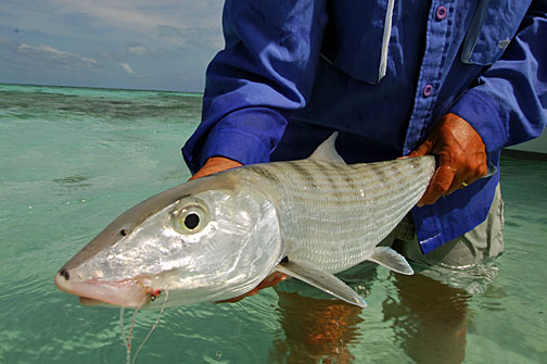 albula lisci - bonefish