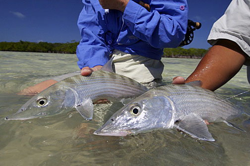 albula lisci - bonefish