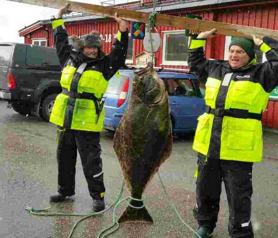 halibut 153 cm a 47 kg
