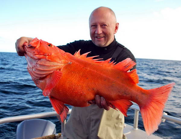 Afognak v zari - okounik, yelloweye rockfish 77 cm Afognak v zari - okounik, yelloweye rockfish 77 cm