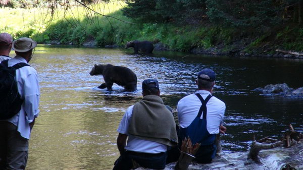 pozorovani medveda grizzlyho u lososi reky pozorovani medveda grizzlyho u lososi reky