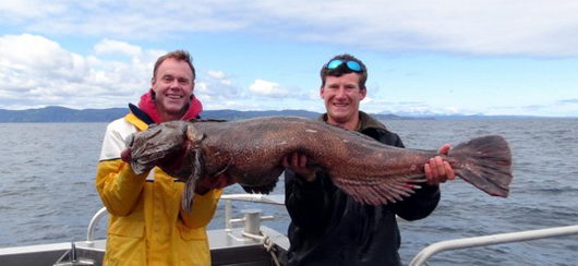 lingcod - hrevenik velky delky 160 cm