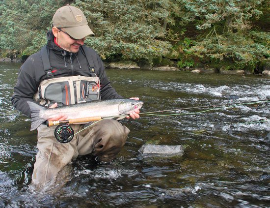 losos kisuc - coho - silver salmon