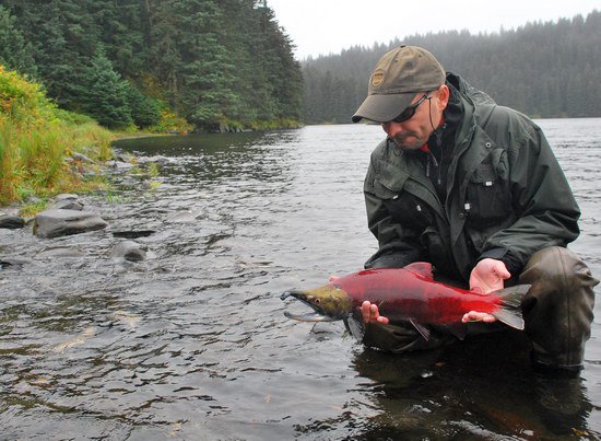 mlicak lososa nerka - sockeye mlicak lososa nerka - sockeye