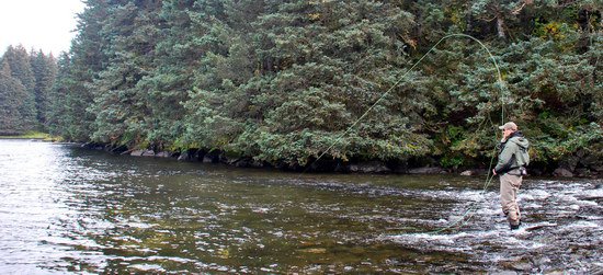 zdolavani lososa kisuc - coho zdolavani lososa kisuc - coho