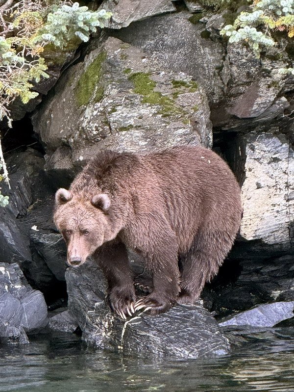 medved hnedy - grizzly u lososi tune medved hnedy - grizzly u lososi tune