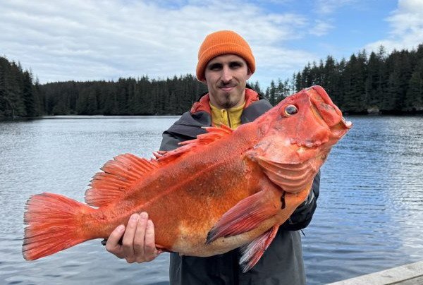 okounik - yelloweye redfish okounik - yelloweye redfish