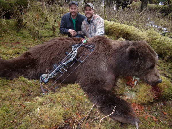 lov - medved hnedy, poddruh kodiak lov - medved hnedy, poddruh kodiak