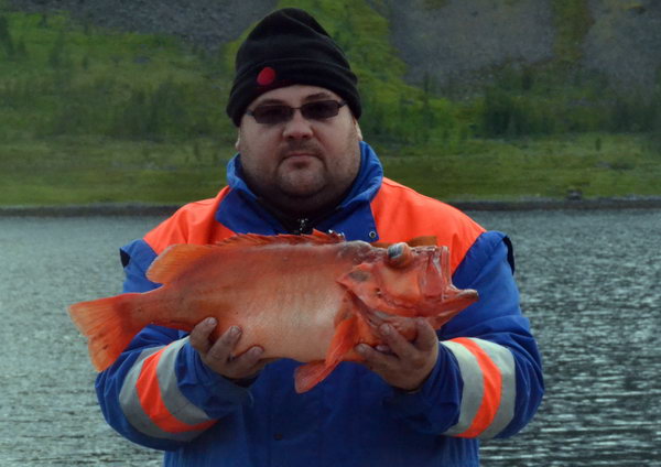 okounik 4,5 kg, cerven okounik 4,5 kg, cerven