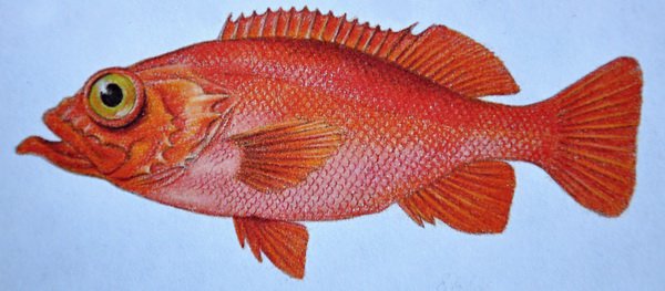 okounik bradaty (Sebastes mentellus) okounik bradaty (Sebastes mentellus)