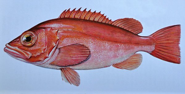okounik morsky (Sebastes marinus)