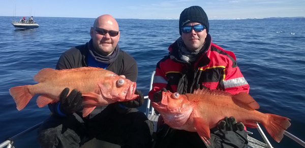 okounici 70 cm, Lauksund