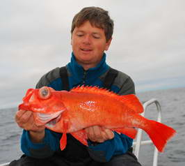 okounik 48 cm, z hloubky 250 m, cervenec, Finnmark okounik 48 cm, z hloubky 250 m, cervenec, Finnmark